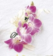 Purple Orchid