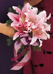 Stargazer Simplicity