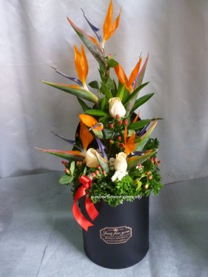 Abox9937 (Bird of Paradise)
