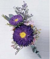 Aster Purple